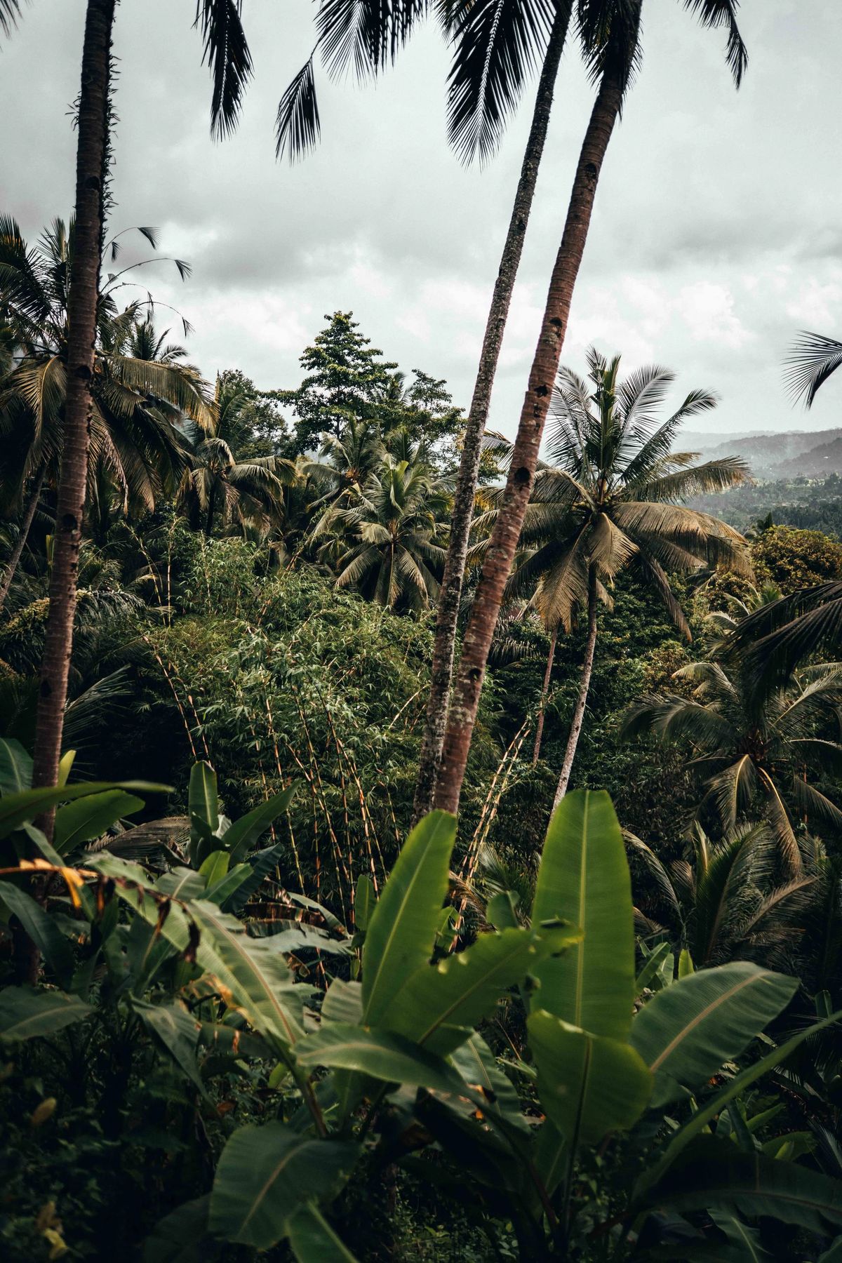 Bali - Jungle X Ocean, Bild 4 von 23