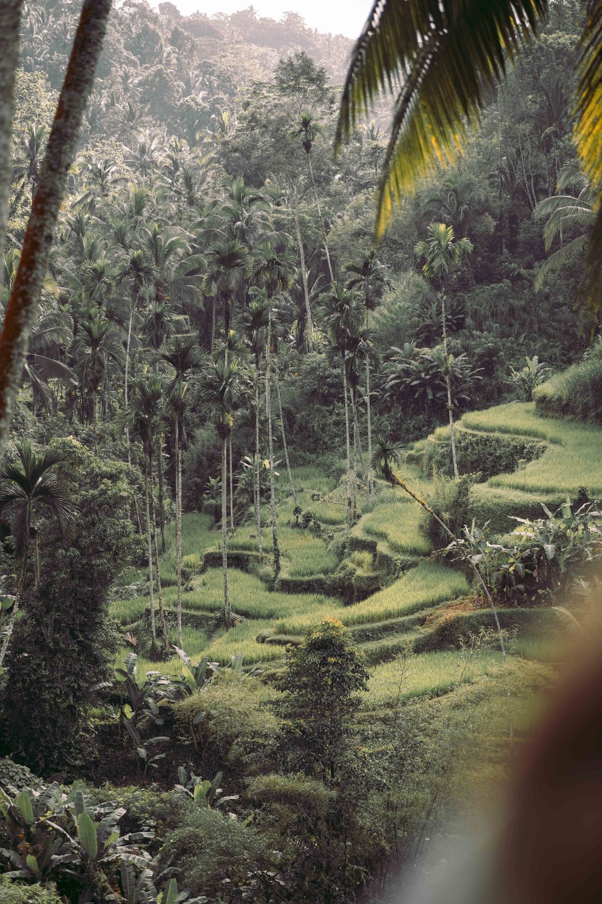 People of Bali, Bild 4 von 26